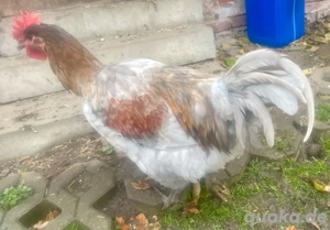 Jersey Giant   Hähne 