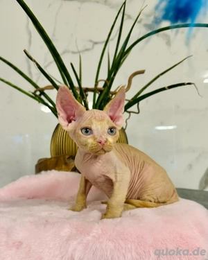 Katzen Devon Rex Kitten  Bild 4