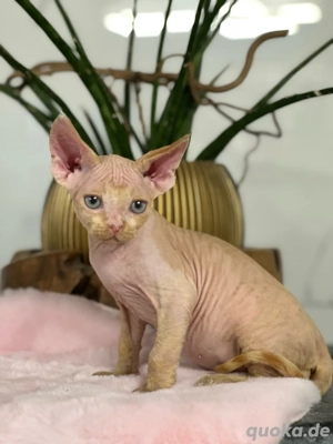 Katzen Devon Rex Kitten  Bild 2