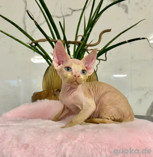 Katzen Devon Rex Kitten 