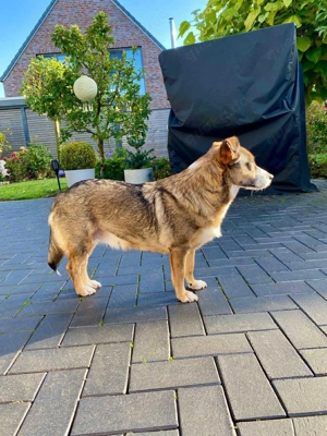 Ich bin Izzy   deine zukünftige Sofa-Partnerin mit Fell! Bild 2