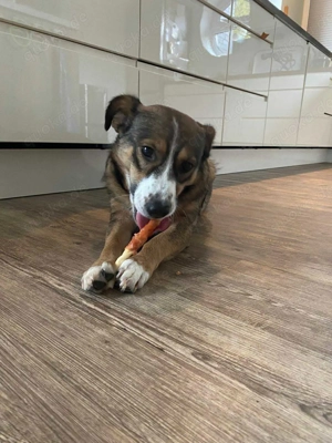 Ich bin Izzy   deine zukünftige Sofa-Partnerin mit Fell! Bild 3