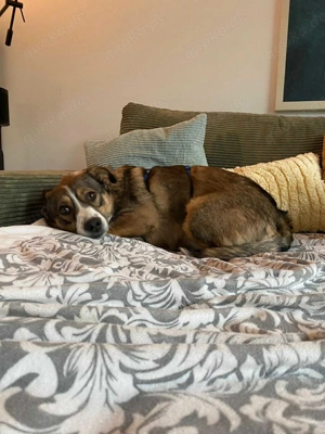 Ich bin Izzy   deine zukünftige Sofa-Partnerin mit Fell! Bild 8