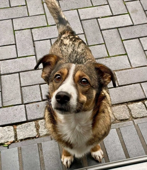 Ich bin Izzy   deine zukünftige Sofa-Partnerin mit Fell! Bild 1