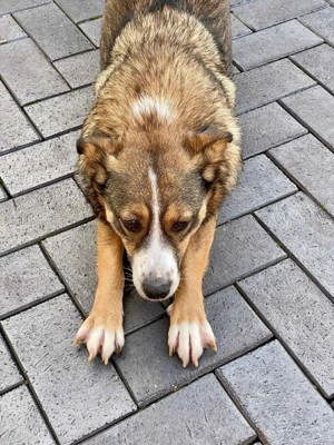 Ich bin Izzy   deine zukünftige Sofa-Partnerin mit Fell! Bild 6