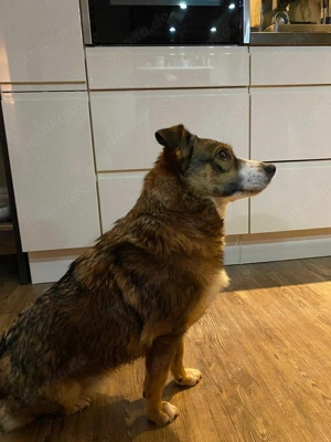 Ich bin Izzy   deine zukünftige Sofa-Partnerin mit Fell! Bild 5