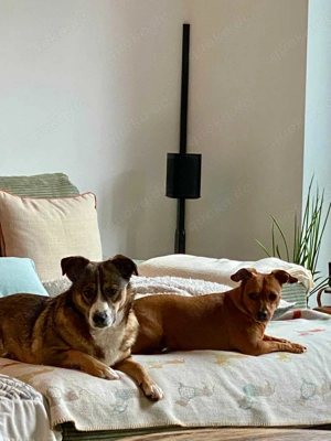 Ich bin Izzy   deine zukünftige Sofa-Partnerin mit Fell! Bild 7