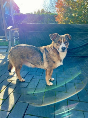 Ich bin Izzy   deine zukünftige Sofa-Partnerin mit Fell! Bild 4