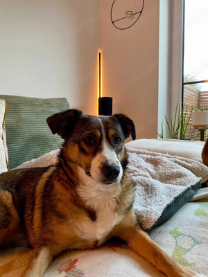 Ich bin Izzy   deine zukünftige Sofa-Partnerin mit Fell! Bild 9