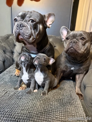 Französische Bulldoggen-Welpen suchen ein liebevolles Zuhause Bild 2 Französische Bulldoggen-Welpen suchen ein liebevolles Zuhause Bild 2