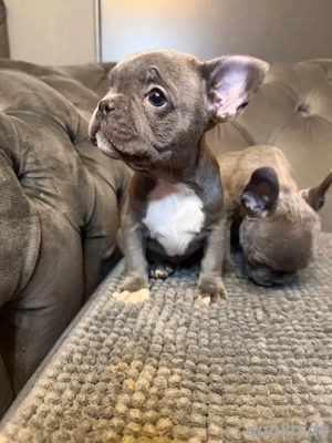 Französische Bulldoggen-Welpen suchen ein liebevolles Zuhause Bild 1 Französische Bulldoggen-Welpen suchen ein liebevolles Zuhause Bild 1