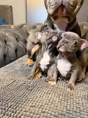 Französische Bulldoggen-Welpen suchen ein liebevolles Zuhause Bild 4 Französische Bulldoggen-Welpen suchen ein liebevolles Zuhause Bild 4