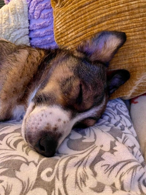 Ich bin Izzy   deine zukünftige Sofa-Partnerin mit Fell! Bild 10