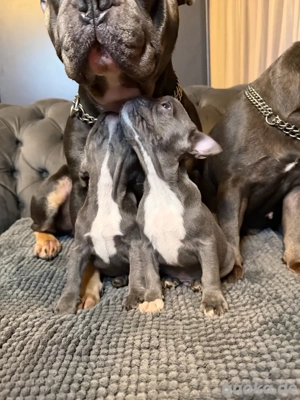 Französische Bulldoggen-Welpen suchen ein liebevolles Zuhause Bild 3 Französische Bulldoggen-Welpen suchen ein liebevolles Zuhause Bild 3