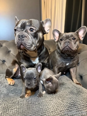 Französische Bulldoggen-Welpen suchen ein liebevolles Zuhause Bild 5 Französische Bulldoggen-Welpen suchen ein liebevolles Zuhause Bild 5