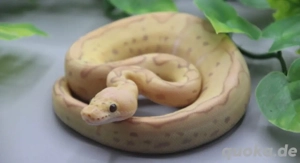 Königspython 0.1 Banana Pastel Clown ENZ 2025