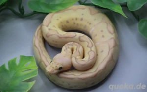 0.1 Banana Pastel Clown ENZ 2025