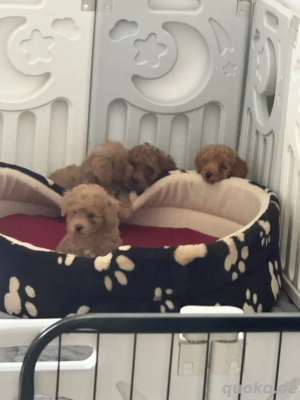 Zwerg pudel & Toy  pudel Welpen