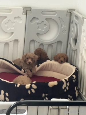 Zwerg pudel & Toy  pudel Welpen Bild 2