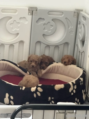 Zwerg pudel & Toy  pudel Welpen Bild 3