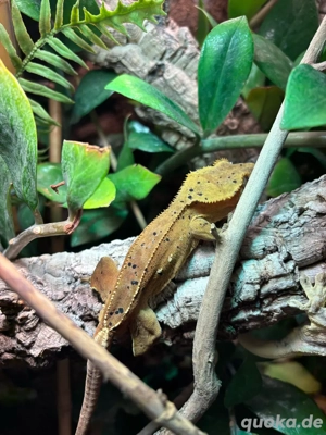 Kronengeckos (Correlophus ciliatus) Jungtiere Lilly white