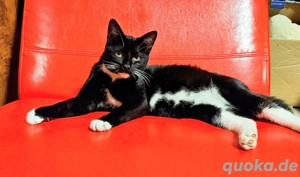 Katzenbabys zwei noch 