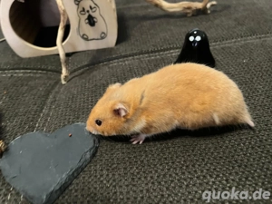 Goldhamster männlich aus Pflegestelle Hamster Jungtier 