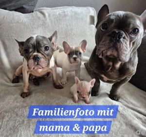 französische bulldogge welpen  Bild 7