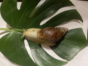 Achatschnecken Schnecken Fulica Amphibien 