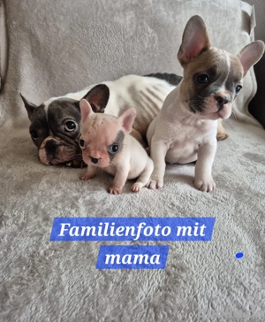 französische bulldogge welpen  Bild 8