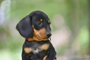 Zwergdackel welpen amerikanischer Schlag abzugeben