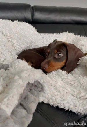 Zwergdackel welpen amerikanischer Schlag abzugeben Bild 4