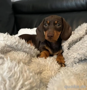 Zwergdackel welpen amerikanischer Schlag abzugeben Bild 3