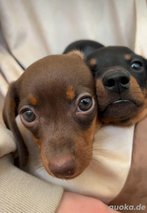 Zwergdackel welpen amerikanischer Schlag abzugeben Bild 5