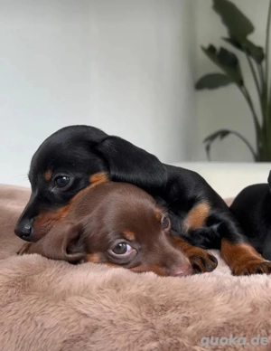 Zwergdackel welpen amerikanischer Schlag abzugeben Bild 8