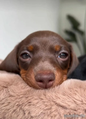 Zwergdackel welpen amerikanischer Schlag abzugeben Bild 6