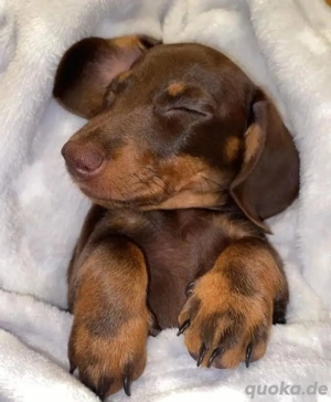 Zwergdackel welpen amerikanischer Schlag abzugeben Bild 7