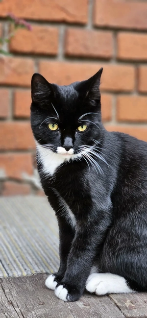 Katzenbabys Zwei noch 