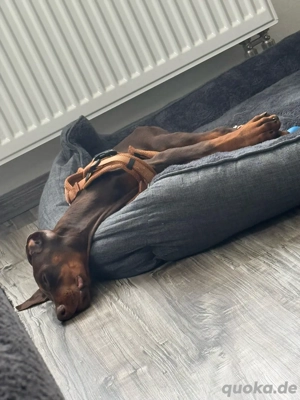 Dobermann reinrassig zu verkaufen, welpe! 