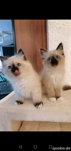 Heilige birma kitten Abgabe 14.11.