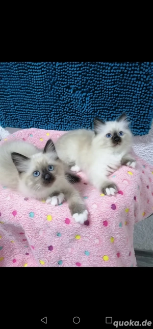 Heilige birma kitten Abgabe 14.11. 