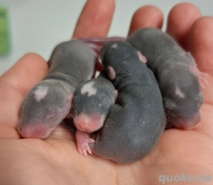 Junge Farbratten abzugeben! Handzahme Ratten