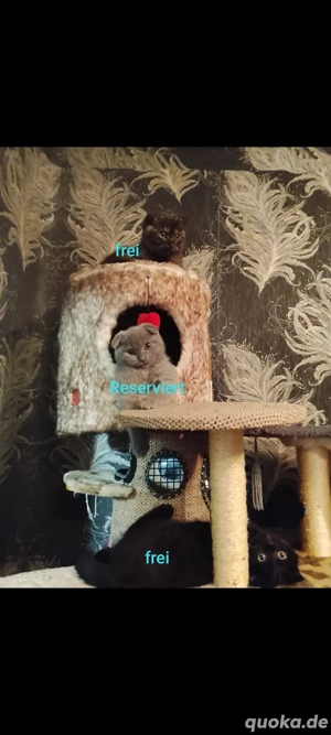 BKH Süße kleine Britisch Kurzhaar Kätzchen suchen ein neues Zuhause.