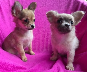  Chihuahua - Welpen ( Langhaar )