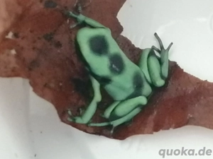 Dendrobates auratus abzugeben 
