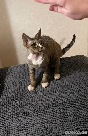 Devon Rex Kitten Junge abgabebereit