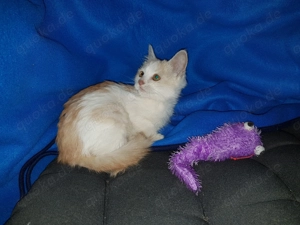 Orientalen Mix Kätzchen, Kurz- und Langhaar