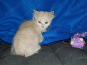 Orientalen Mix Kätzchen, Kurz- und Langhaar