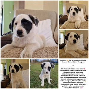 Welpe sucht seinen Menschen