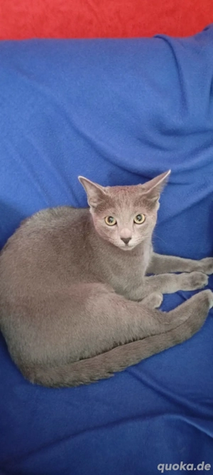 Russisch Blau junger Kater  Bild 4